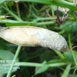 মটরশুঁটির হোয়াইট মোল্ড রোগ